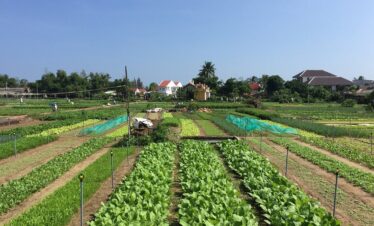 Tra Que Vegetable Village